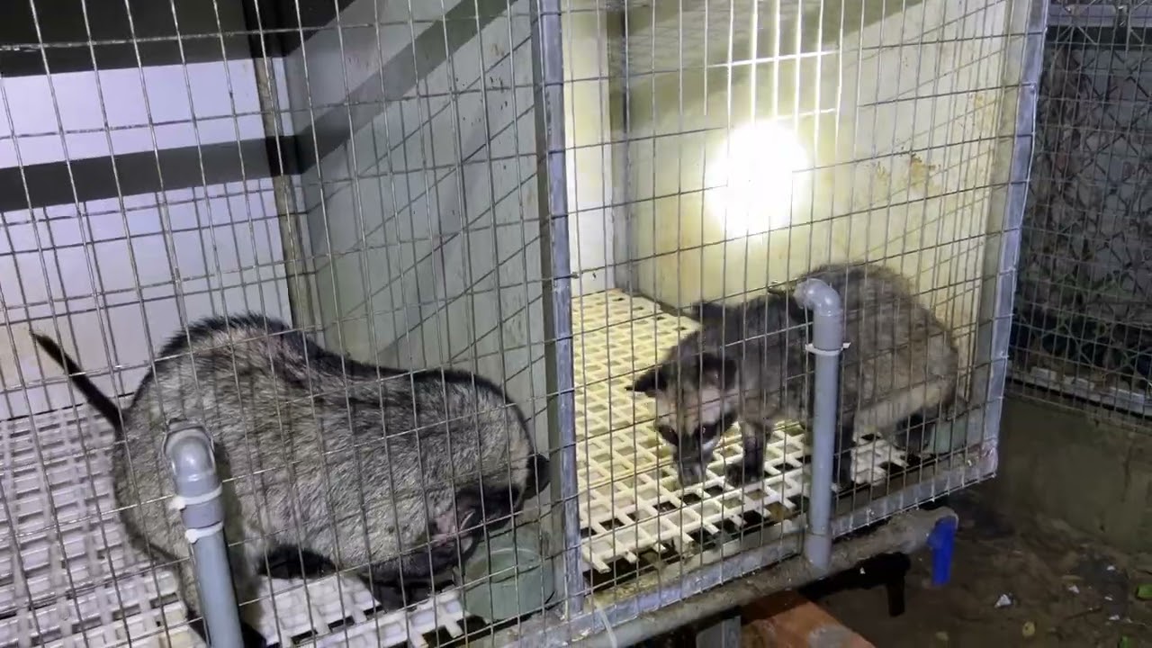 chồn bầu 6 tuần tuổi