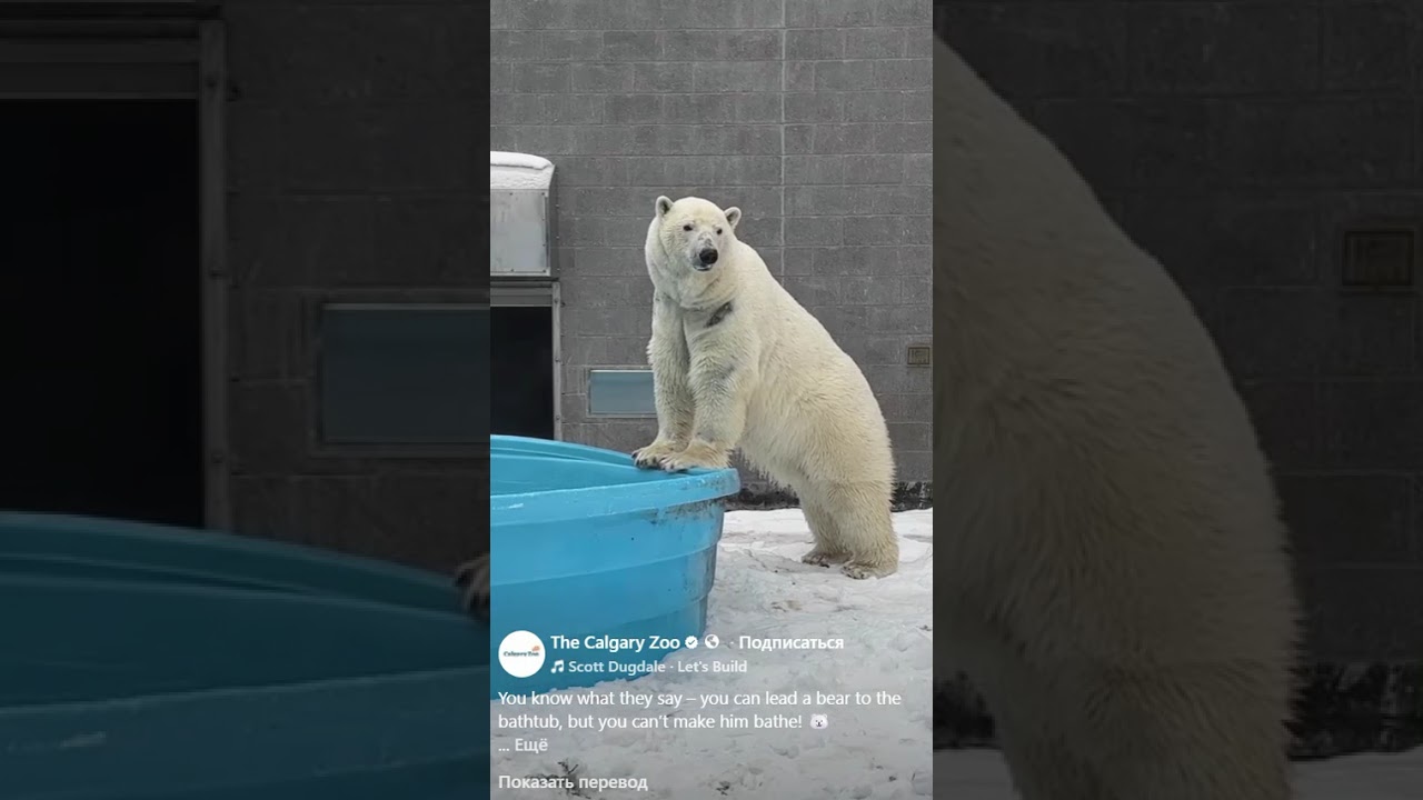 Медведь и ванна.The Bear and the Bathtub.#белыймедведь #animals #polarbear #polarbearlove #zoo #bear