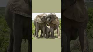 This Elephant Family Will Melt Your Heart