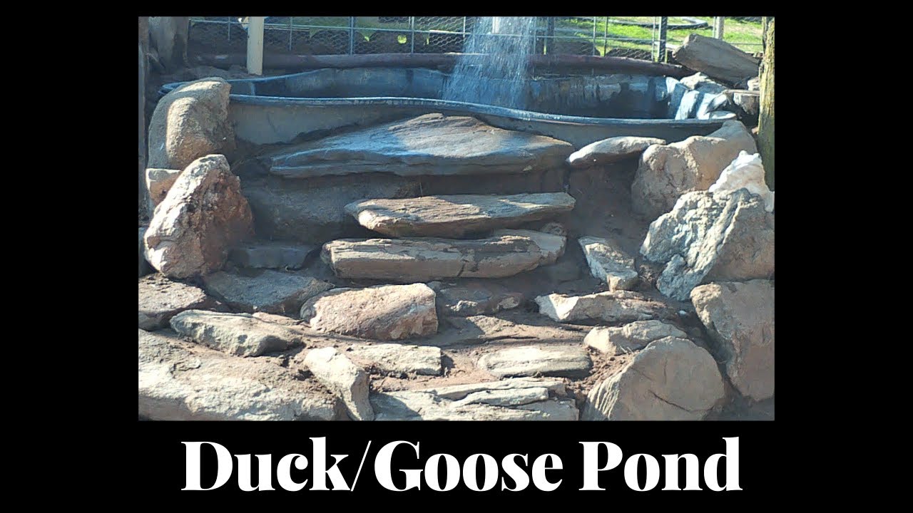 How to make a Duck Pond / Goose Pond YouTube