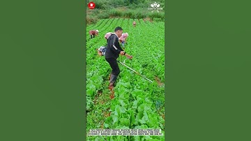 Removing Weeds Using a Power Brush Cutter #smartfarming #gardeningtips