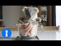 Baby Koala Bears Playing & Climbing - CUTEST Compilation