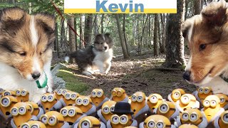 Our new Sheltie Puppy Kevin  a travel Adventure part 2 ❤❤ on the Cricket Chronicles e217