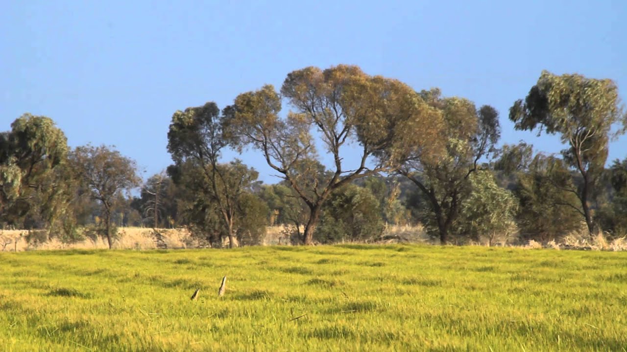 Australasian Bitterns in Rice Crop - YouTube