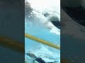 A SUPER FAST 50m Freestyle Final! #shorts