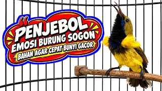 Penjebol emosi‼️ Pancingan sogon bahan agar cepat bunyi gacor
