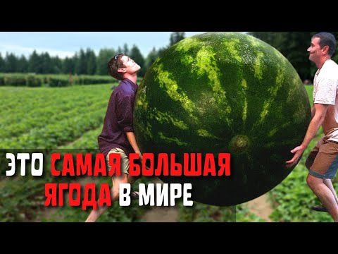 Топ 10 Самых Больших Ягод в Мире | Самый Большой Арбуз в Мире