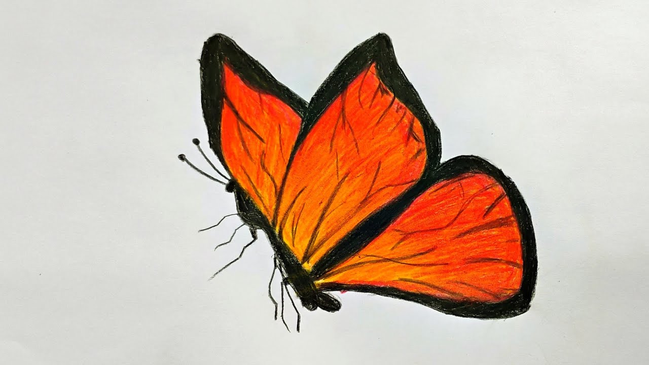 How to draw a Butterfly with Colour Pencils || Pencil Colour Drawing ...