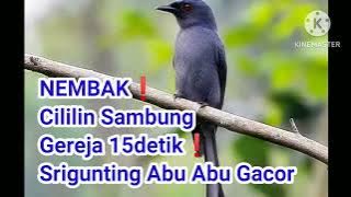 NEMBAK❗️ Cililin Sambung Gereja 15detik❗️ Srigunting Abu Abu Gacor