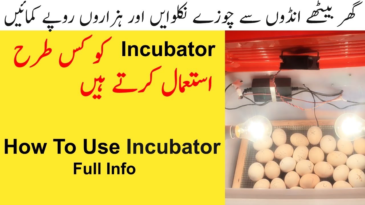 How To Use Egg Incubator / Egg Hatching Machine l Absolute Beginners