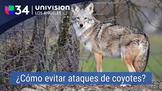 Ahuyentador de 3 sonidos de jabalís, zorros y lobos – Ahuyentando