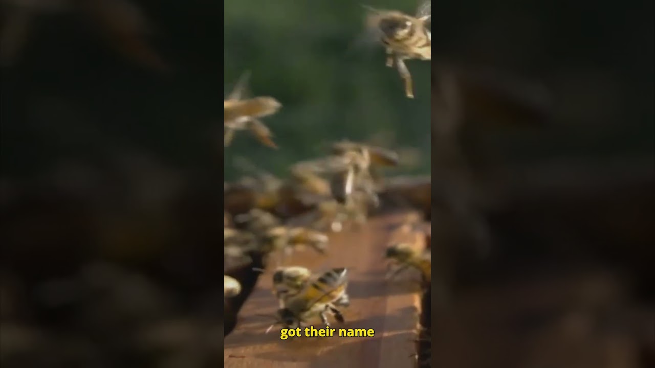 Why Are Africanized Honey Bees So Aggressive