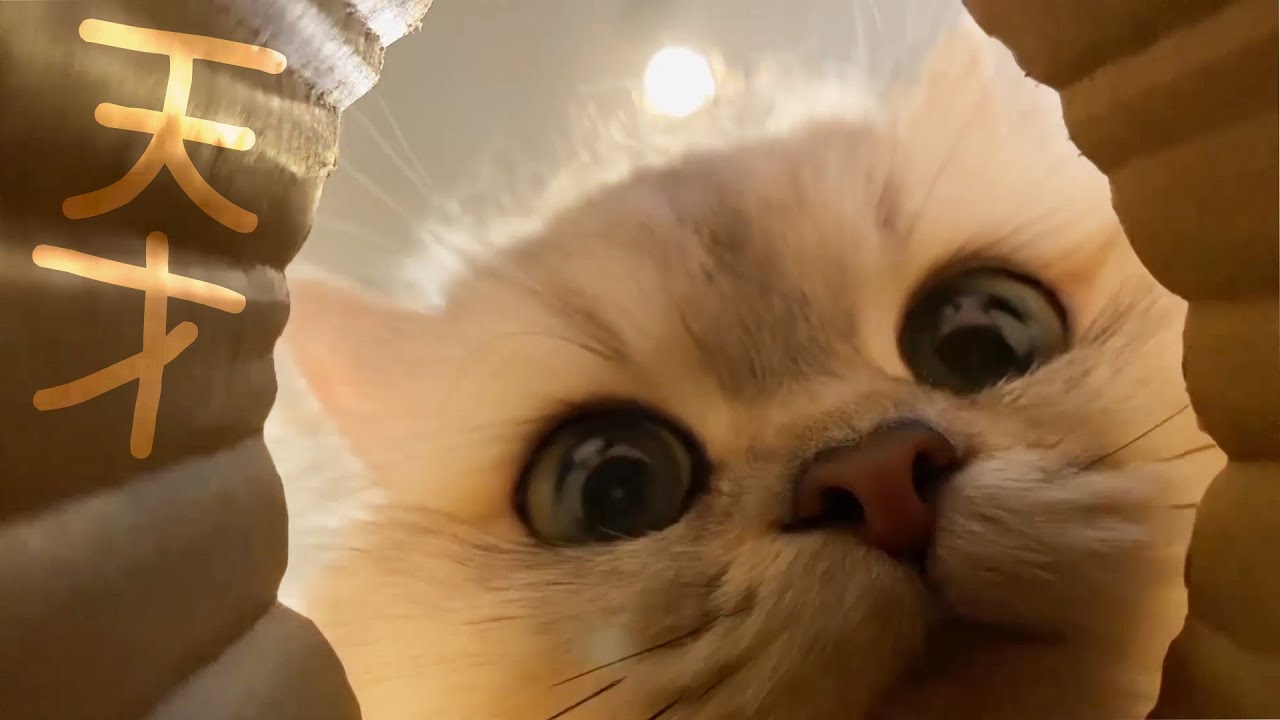 【猫実況】筒の中に〇〇置いて待機したら天才猫やったwwwwww【まるで実写】