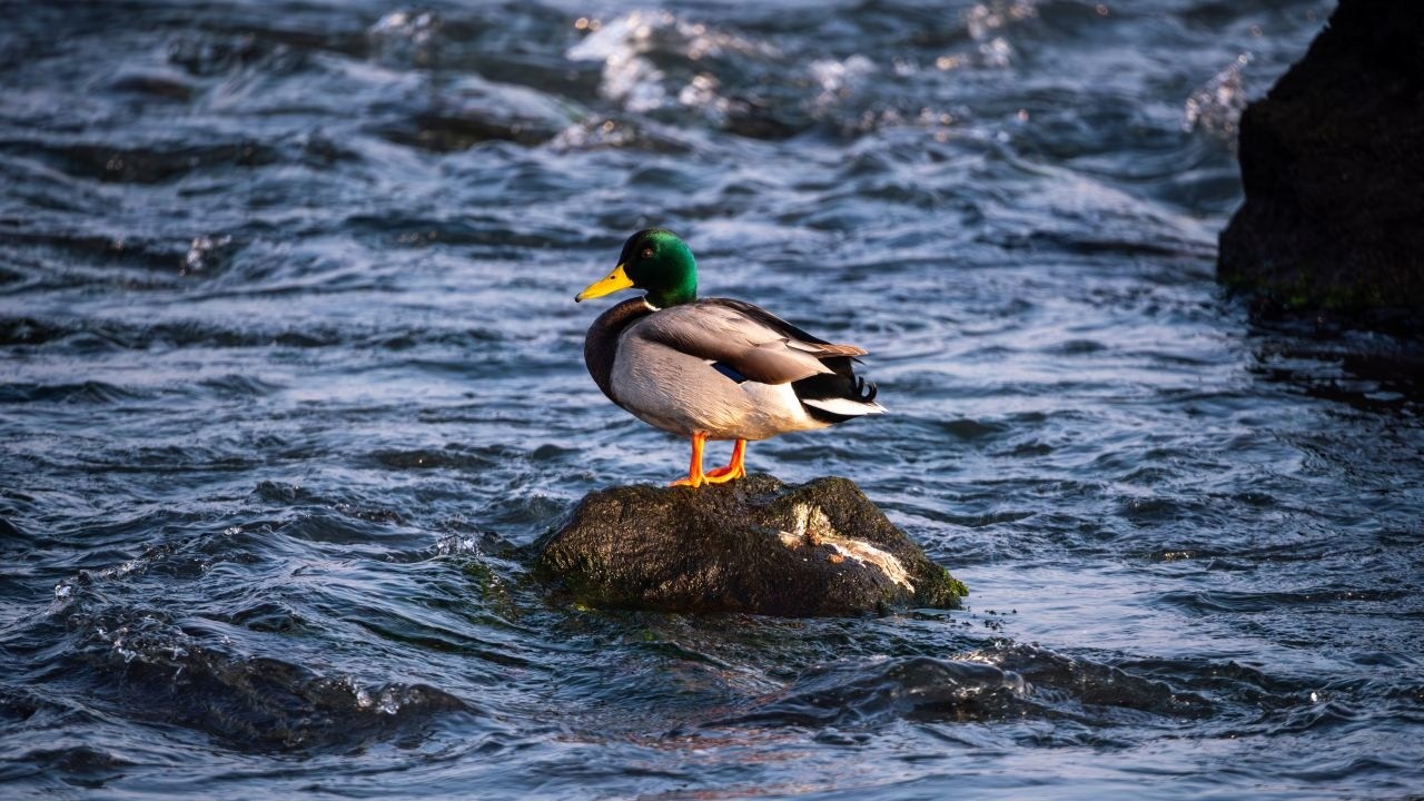 아침에 먹이를 찾는 평대 철새들