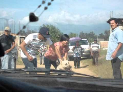 pelea sangrienta de perros -_-