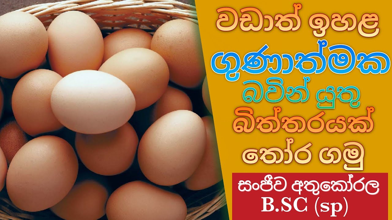 ගුණාත්මක බවින් යුතු බිත්තරයක් තෝරාගමු.