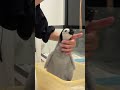 ＼ エンペラーペンギンの赤ちゃんの成長記録🐧／【11月8日撮影 39日齢】