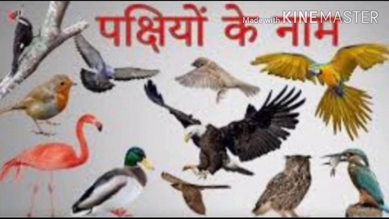 10 Pakshiyon Ke Naam 10 Pakshiyon Ke Naam