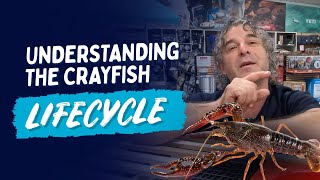 Understanding The Lifecycle Of Crayfish
