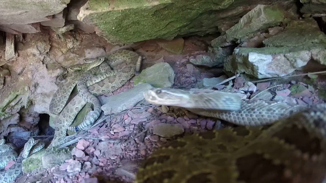 Wyoming rattlesnake den YouTube