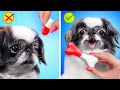 Tão Fofo! 15 Hacks Estranhos Para Animais De Estimação!