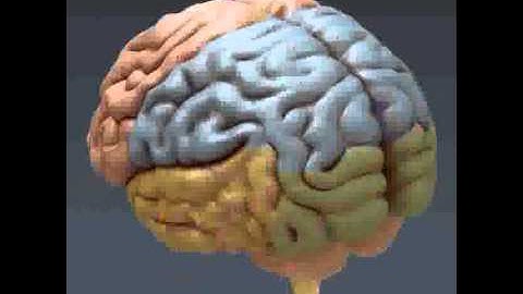 Human Male Anatomy - Body, Muscles, Skeleton and Internal Organs 3D model from CGTrader.com