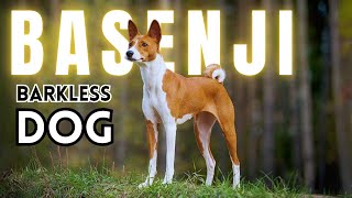 Silent Marvels: Unique Traits and Facts About Basenji Dogs by Nature's Creatures 2,077 views 8 months ago 3 minutes, 8 seconds