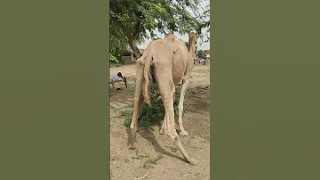 واقفة مع ساقيها مرتاحة جيد ا في ظل شجرة بلوط كبيرة 