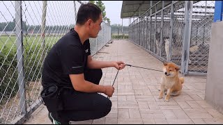 个子不大，脾气不小，这只倔强的柴犬碰见对手了\Small but stubborn Shiba met his opponent