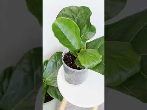 Beautiful Fiddle Leaf Fig Growth Timelapse