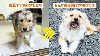 ひだりが７歳の誕生日を迎えました