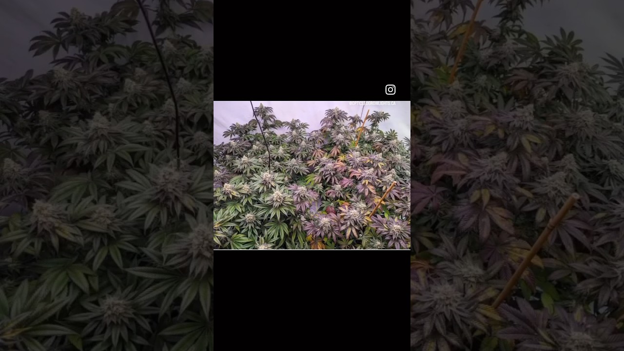 Now that’s a fade to be proud of🔥😍 