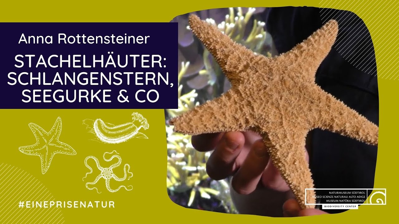 Stachelhäuter: Schlangenstern, Seegurke und Co. - Anna Rottensteiner