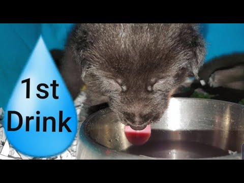 can 6 week old puppies drink water