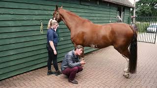 First Aid For Young Horse Rider's from an equine veterinary surgeon.