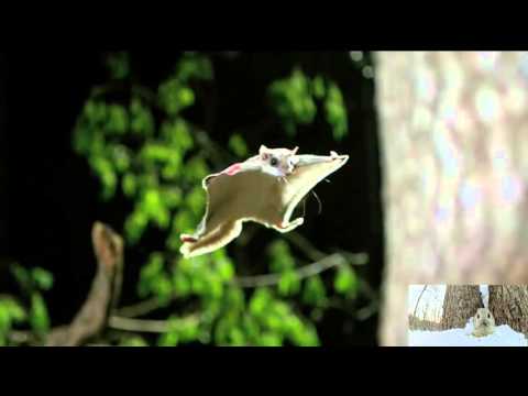 Flying squirrel / กระรอกบิน