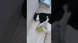 Black cat happy with ball #catlover #animals #kitten #ourcat #cute #cat #cuteanimal #meaow #cutecat