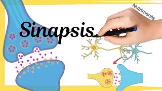 La SINAPSIS  [Transmisión de información entre neuronas]