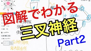 脳神経5番Part2:三叉神経(上顎神経)の走行と機能を解説