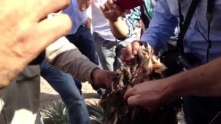 Date Palm Offshoot