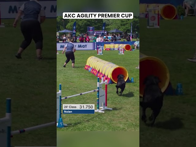 Not a Single Mistake 🐾 | AKC Agility Premier Cup