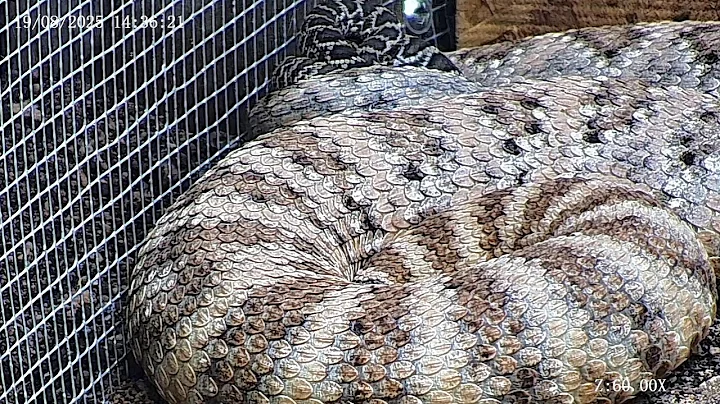 Joshua Tree Rattlesnake cam Live Stream