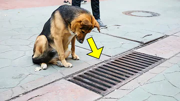 El Perro Miraba Todos Los Días El Desagüe Pluvial, Y Cuando Lo Abrieron. ¡La Gente Se Escandalizó!