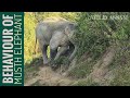 A musth elephant behaviour  numaligarh elephant  wild assam