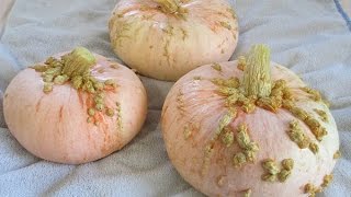 Galeux d'eysines French Pumpkin Pumpkins Patch Southern California Inland Empire Halloween