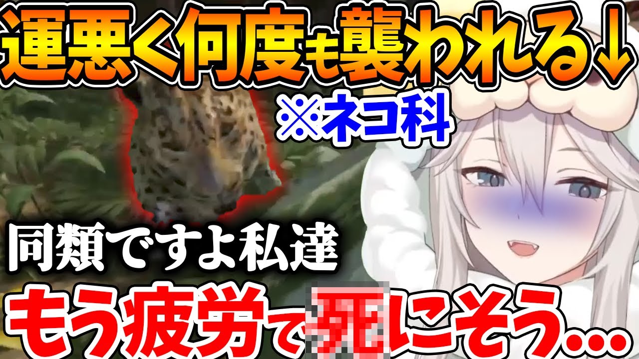 リベンジ回でジャガーに何度も遭遇してボロボロになるししろん【ホロライブ/切り抜き/VTuber/ 獅白ぼたん 】