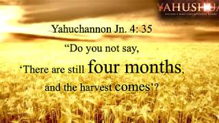 Pagan Pentecost or Scriptural Shavuot? Pagan Pentecost or Scriptural Shavuot?