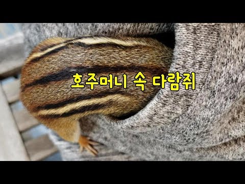 [ENG] <strong>호주머니</strong> 속 두 다람쥐 Two Chipmunks in Two Pockets