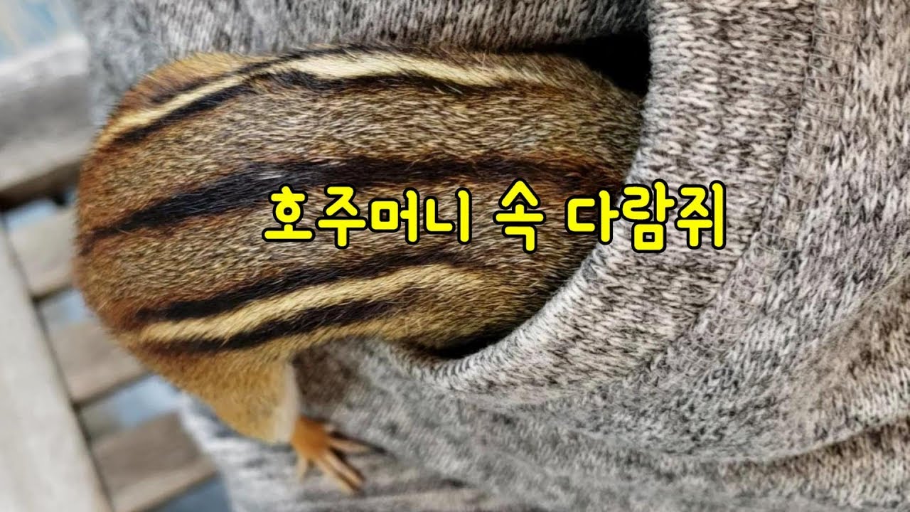 [ENG] 호주머니 속 두 다람쥐 Two Chipmunks in Two Pockets - YouTube