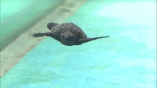 38匹がふ化　名古屋港水族館でアカウミガメの赤ちゃんを展示　 (21/07/23 11:49)